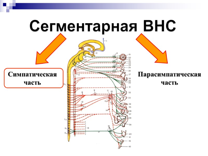 Сегментарная ВНС Симпатическая часть Парасимпатическая часть